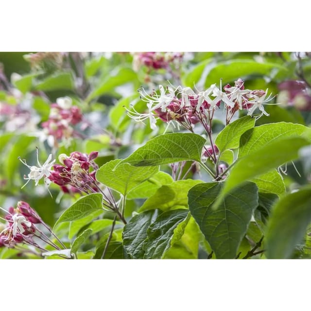 Clerodendrum Trichotomum Fargesii Losbaum 125-150 cm