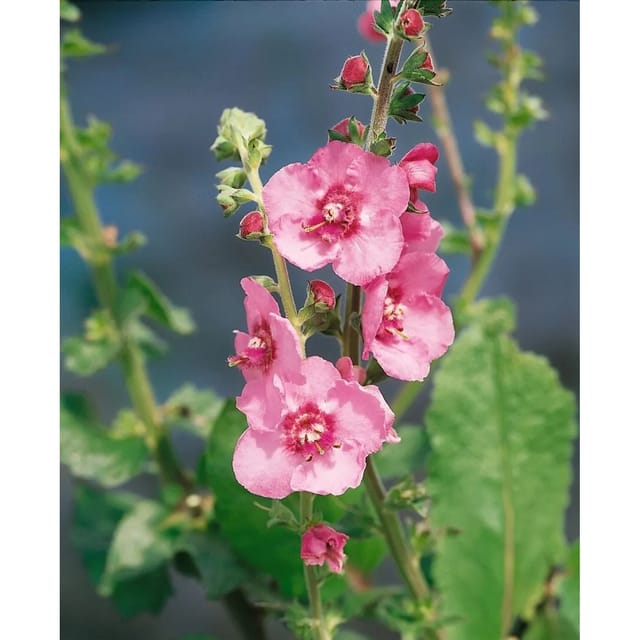 Verbascum X Cult.'Pink Domino' Königskerze Ca. 11x11 cm Topf