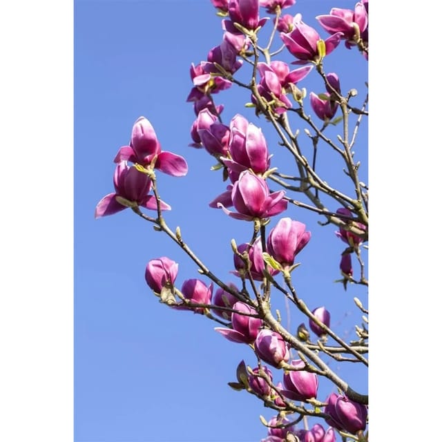 Magnolia Liliiflora Tulpenmagnolie 40-60 cm