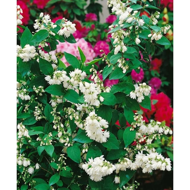 Deutzia Scabra Maiblumenstrauch Pride Of Rochester 3 L 40 60