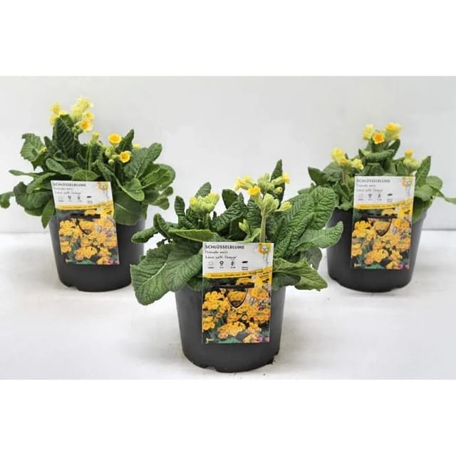 Primula Veris Schlüsselblume Lime With Orange 2 Liter Container