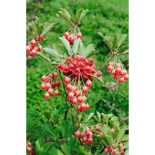 Enkianthus Campanulatus Prachtglocke Ruby Glow 30-40 cm