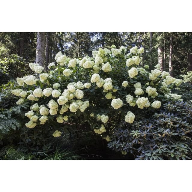 Hydrangea Paniculata Rispenhortensie Phantom 80 cm Stammhöhe