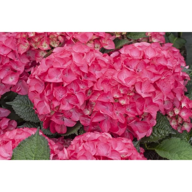 Hydrangea Mac. Bauernhortensie Red Angel 40-60 cm
