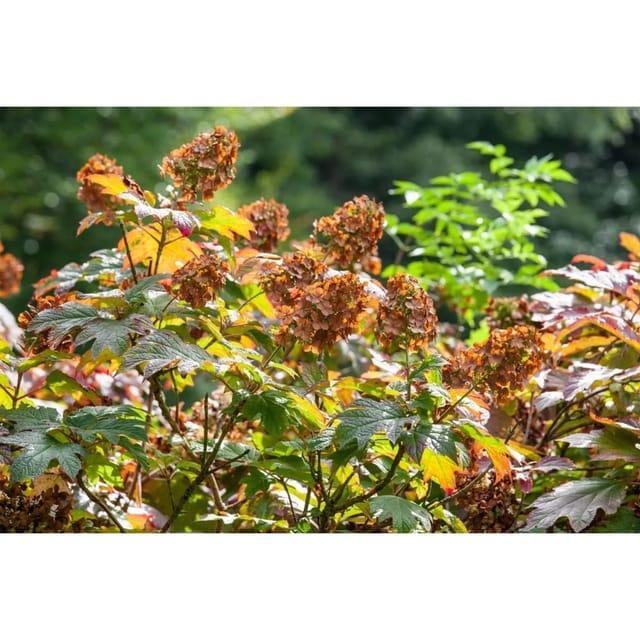 Hydrangea Quercifolia Eichenblatthortensie Amethyst 40-60 cm