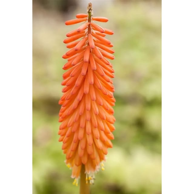 Kniphofia Uvaria Fackellilie Alcazar Ca 11x11 cm Topf