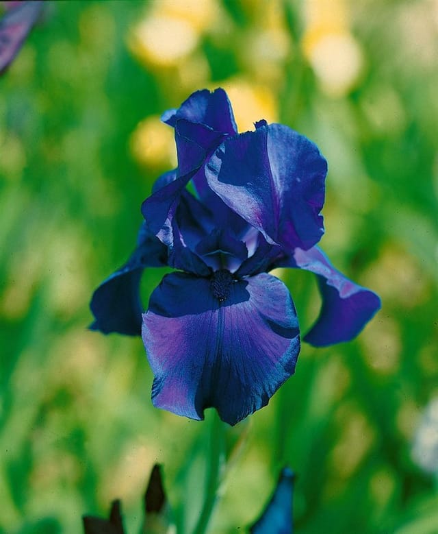 Iris X Barb.-Elat.'Matinata' Schwertlilie Ca. 11x11 cm Topf