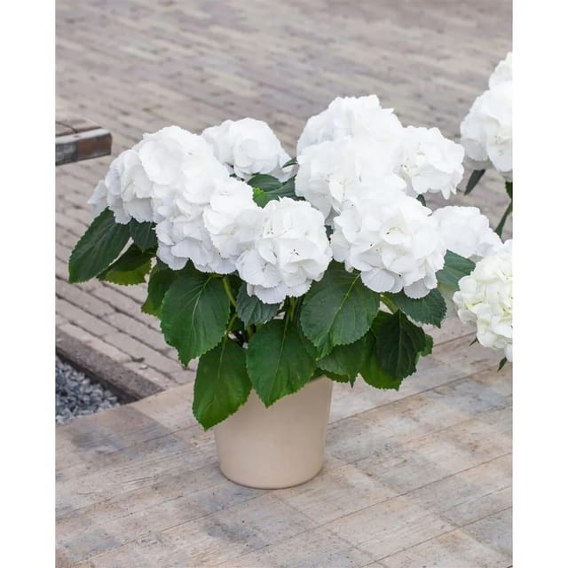 Hydrangea Macrophylla Bauernhortensie Schneeball 30-40 cm