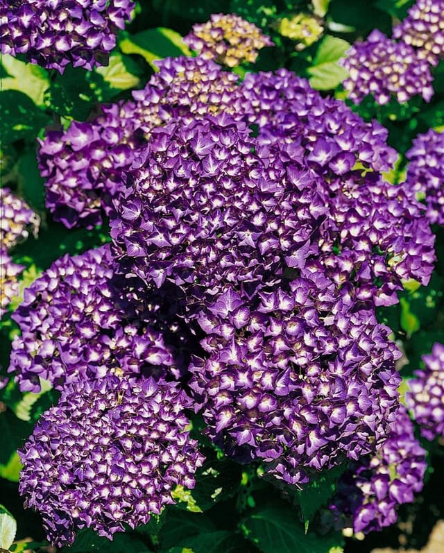 Hydrangea Mac. Bauernhortensie Hamburg 30-40 cm