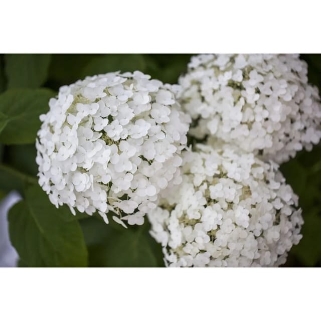 Hydrangea Arborescens Schneeballhortensie Strong Annabelle R 40-60 cm