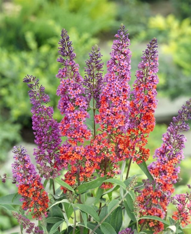 Buddleja Davidii Schmetterlingsstrauch Flower Power R 40-60 cm