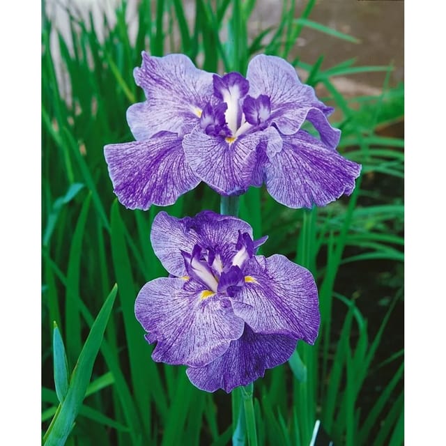 Iris Ensata Schwertlilie Amethyst Ca. 11x11 cm Topf