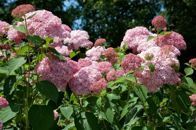 Hydrangea Arborescens Schneeballhortensie Pink Annabelle R 40-60 cm
