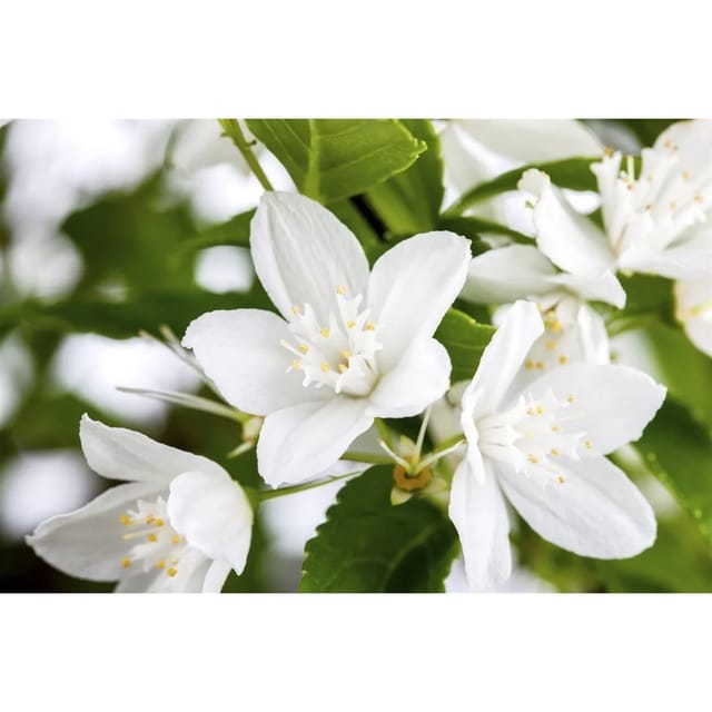 Deutzia Gracilis Maiblumenstrauch 9 cm Topf Größe Nach Saison 2 5 Tr Rundtopf 10 15