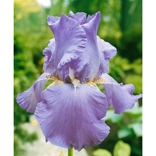 Iris X Barb.-Elat.'Lovely Again' Schwertlilie Ca. 11x11 cm Topf