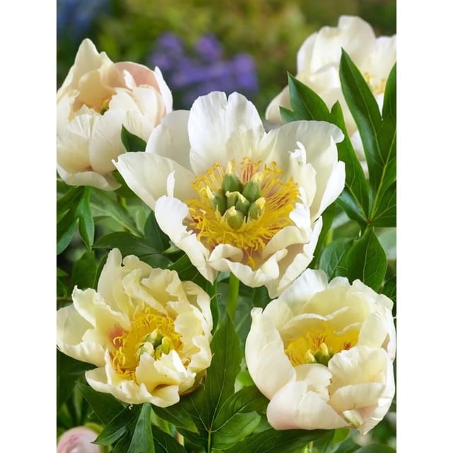 Paeonia Prairie Charm Pfingstrose 5-7,5 Liter Container