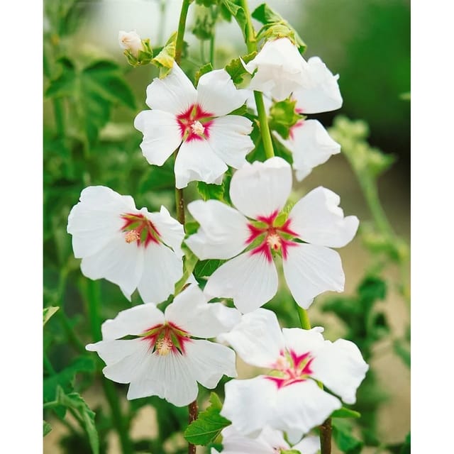 Lavatera X Olbia Buschmalve Blushing Bride Ca 11x11 cm Topf