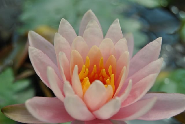 Nymphaea X Cult.'fabiola' Seerose Ca. 11x11 cm Topf