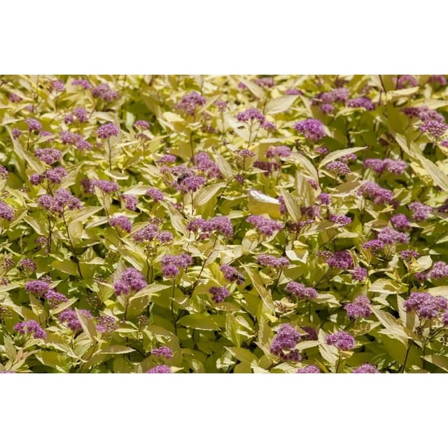 Spiraea Japonica Goldspiere 30-40 cm