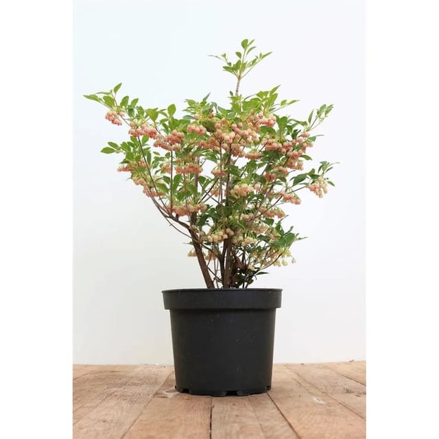 Enkianthus Campanulatus Prachtglocke 40-60 cm