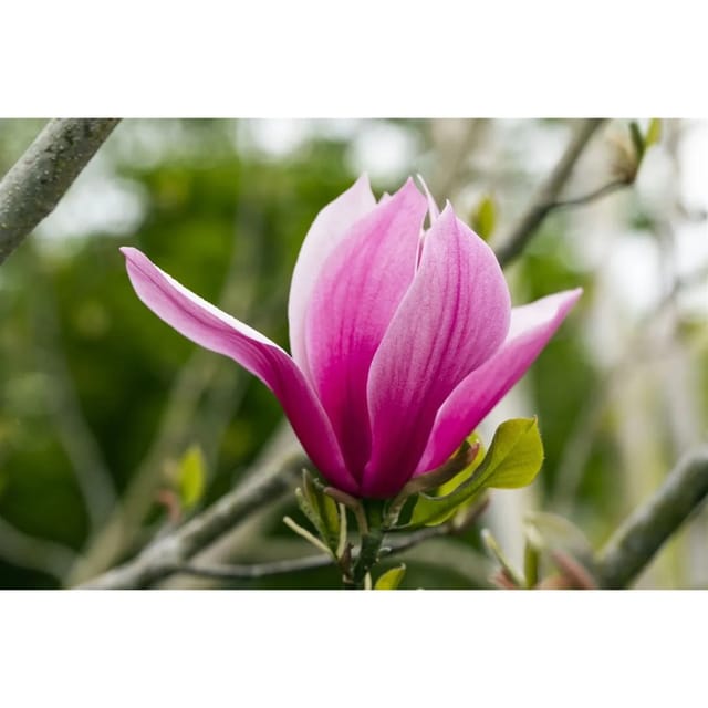 Magnolia Magnolie 'March Till Frost' 60-80 cm