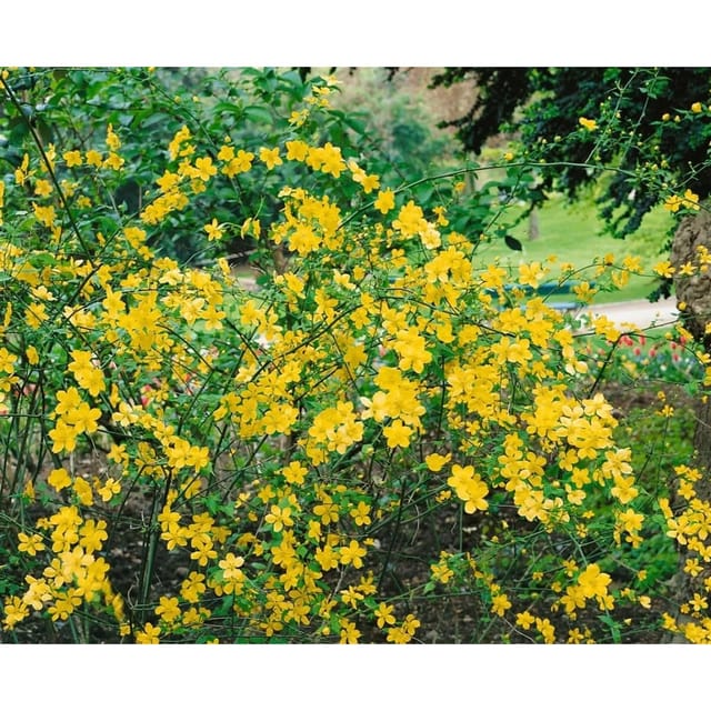Kerria Japonica Ranunkelstrauch Golden Guinea 40-60 cm
