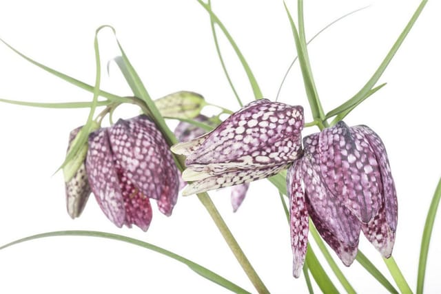 Fritillaria Meleagris Schachbrettblume Ca. 9x9 cm Topf