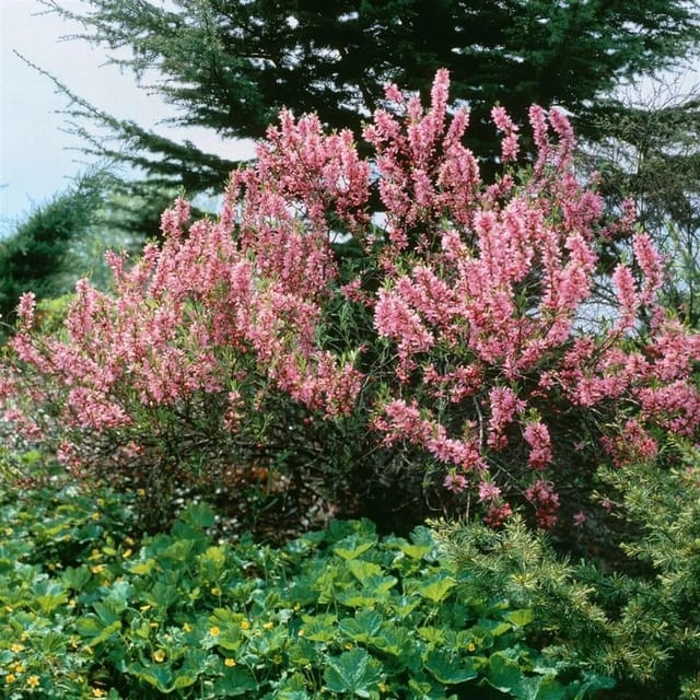 Prunus Tenella Zwergmandel Fire Hill 40-60 cm