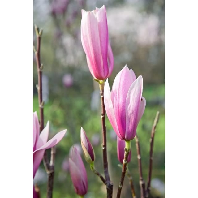 Magnolia 'Sentinel' Magnolie 100-125 cm