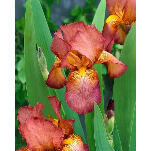 Iris X Barb.-Elat.'Natchez Trace' Schwertlilie Ca. 11x11 cm Topf