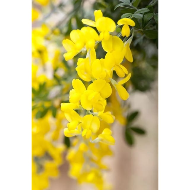 Cytisus Scoparius Besenginster Gelber Funke 40-60 cm