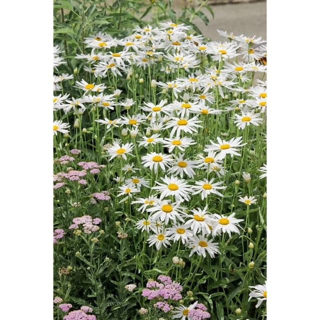 Leucanthemum X Superbum Alaska Margerite Gen Ca 9x9 cm Topf