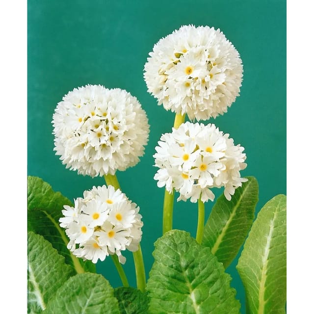 Primula Denticulata Kugelprimel Weiß 2 Liter Container