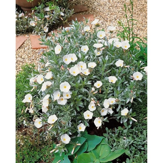 Convolvulus Cneorum Silberwinde Ca. 9x9 cm Topf