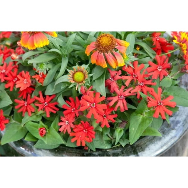 Lychnis X Haageana Brennende Liebe Ca. 9x9 cm Topf