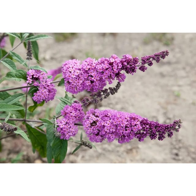 Buddleja Davidii Schmetterlingsstrauch 'Border Beauty' 80-100 cm