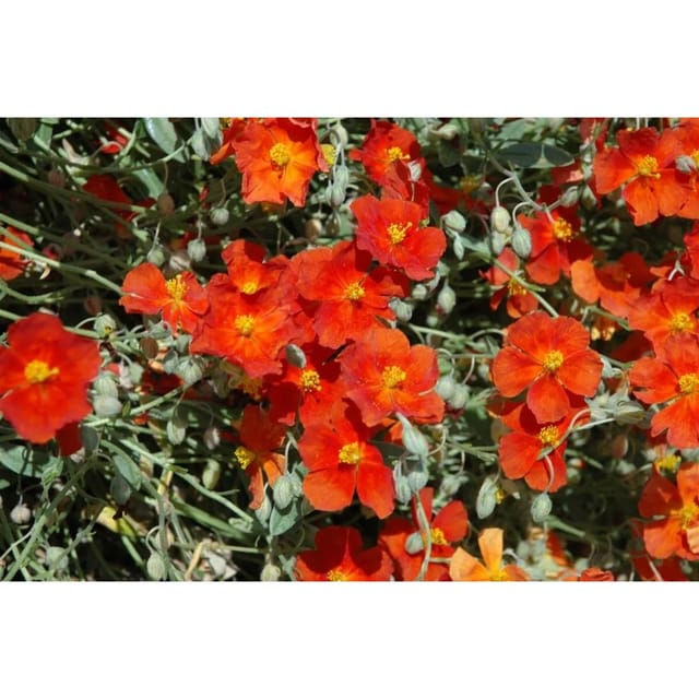 Helianthemum X Cult.'fire Dragon' Sonnenröschen Ca. 9x9 cm Topf