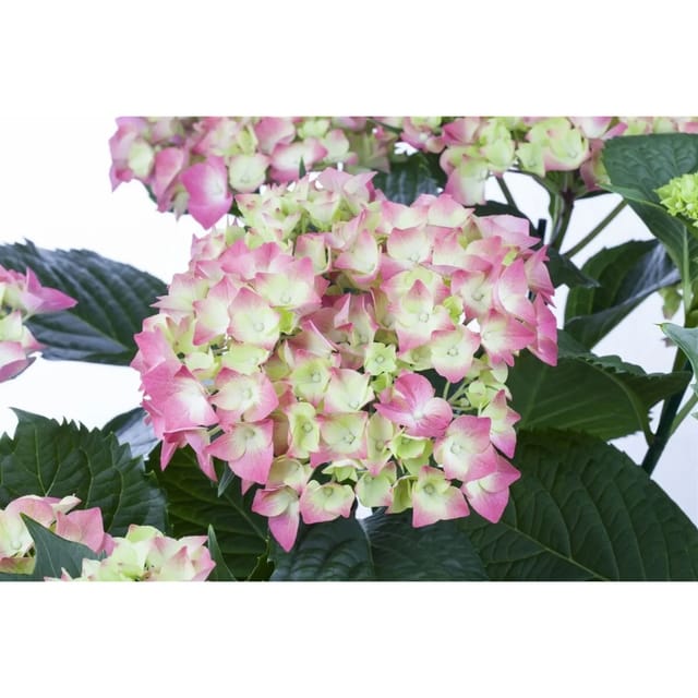 Hydrangea Mac. 'Leuchtfeuer' Bauernhortensie 40-60 cm