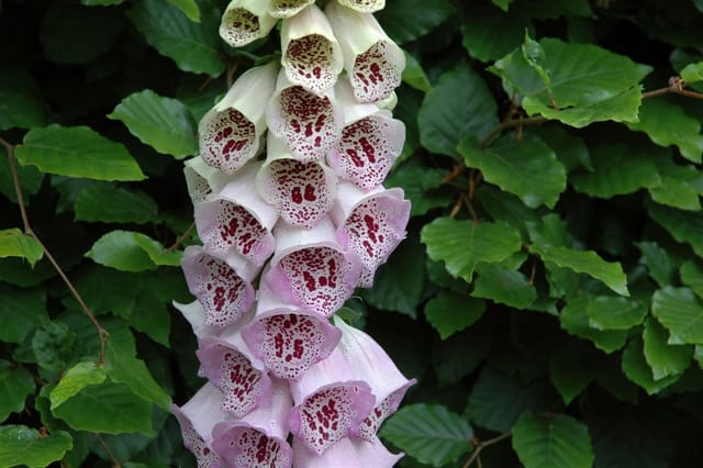 Digitalis Purpurea Fingerhut Pams Choice Ca 9x9 cm Topf
