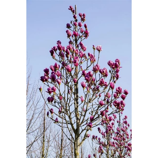 Magnolia 'Black Tulip' Magnolie 60-80 cm