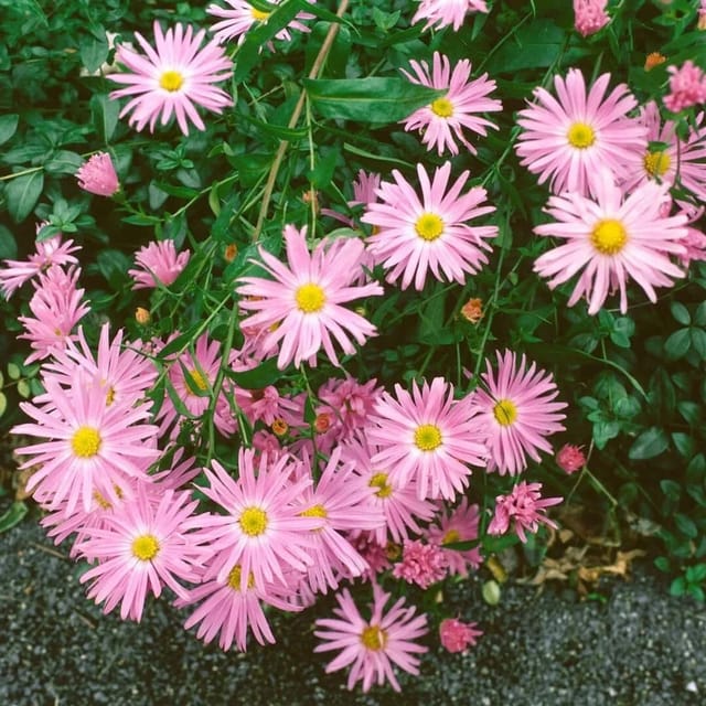 Aster Novi-belgii Glattblatt-aster Fellowship Ca. 9x9 cm Topf
