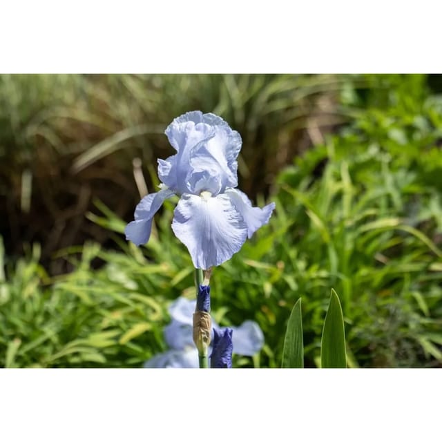 Iris X Barb.-Elat. Schwertlilie Jane Philipps Ca. 11x11 cm Topf