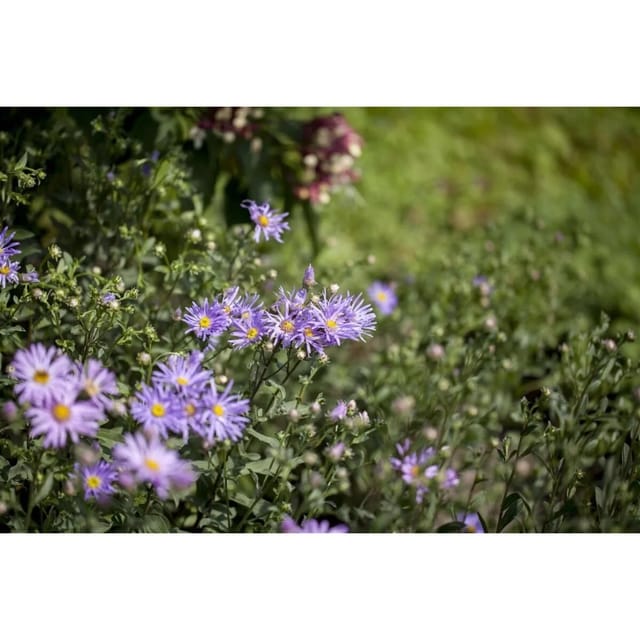 Aster Amellus Bergaster Gen Ca 9x9 cm Topf