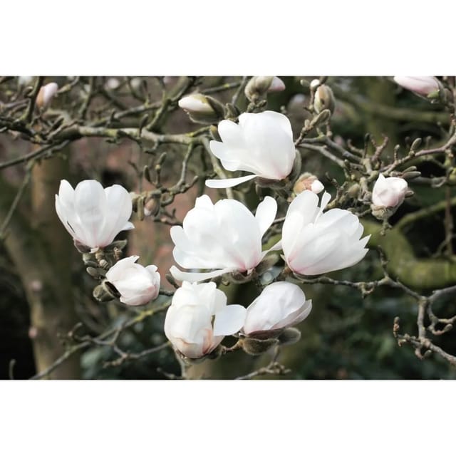 Magnolia Loebneri Sternmagnolie Wildcat 40-60 cm