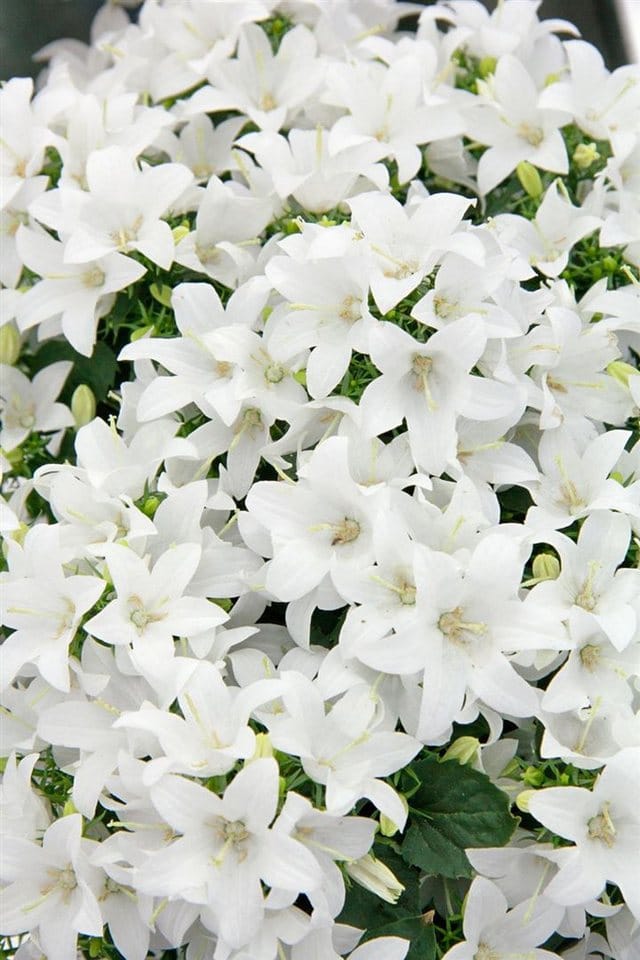 Campanula Cochleariifolia Bayerische Glockenblume Gen Ca 9x9 cm Topf
