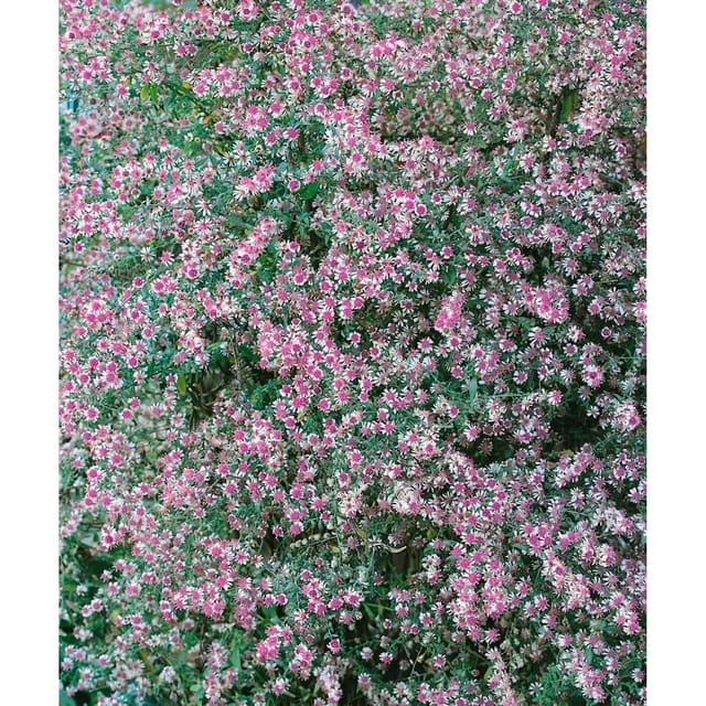 Aster Lateriflorus Var.horizontalis Myrtenaster Ca. 11x11 cm Topf