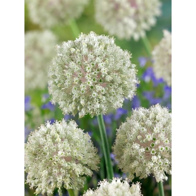 Allium Nigrum Schwarzer Lauch Ca. 11x11 cm Topf