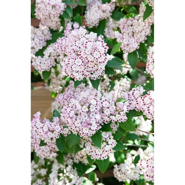 Kalmia Latifolia Berglorbeer Tiddlywinks 20-30 cm
