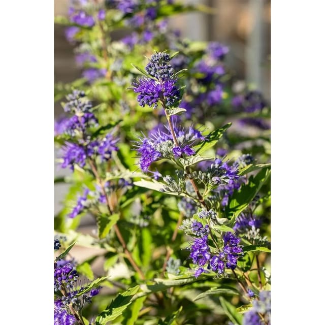 Caryopteris Clandonensis Bartblume First Blue 25-30 cm