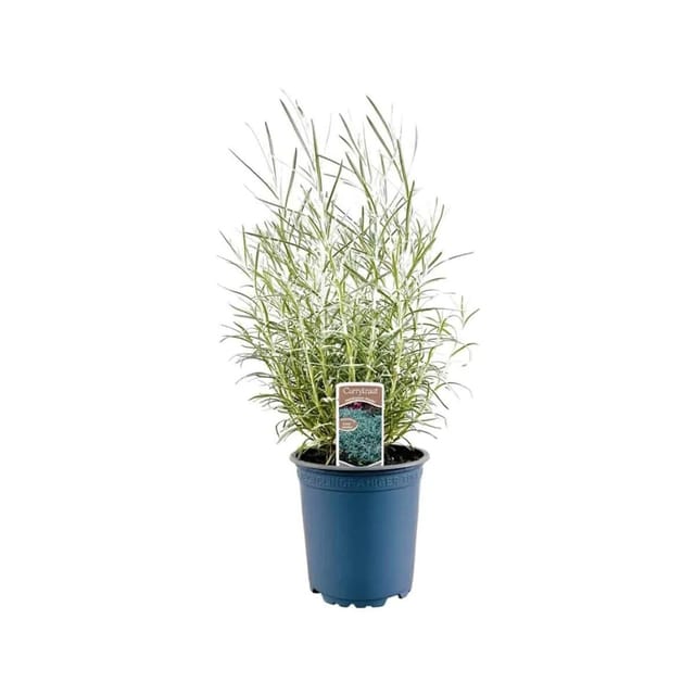 Helichrysum Italicum Currykraut Ca. 11x11 cm Topf